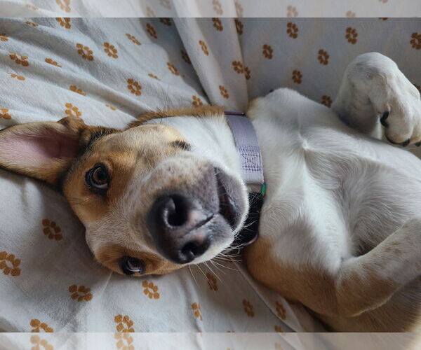 Medium Photo #10 Basenji-Unknown Mix Puppy For Sale in Minneapolis, MN, USA