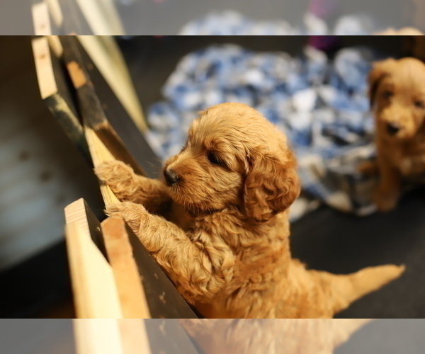 Medium Photo #8 Goldendoodle Puppy For Sale in FOREST PARK, IL, USA