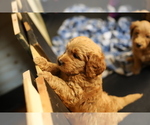 Small Photo #8 Goldendoodle Puppy For Sale in FOREST PARK, IL, USA