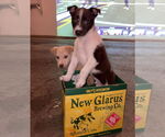 Small Photo #4 Huskies -Labrador Retriever Mix Puppy For Sale in Princeton, MN, USA