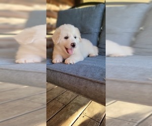 Great Pyrenees Puppy for sale in CUSTER, KY, USA