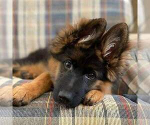 German Shepherd Dog Puppy for sale in ENOLA, PA, USA