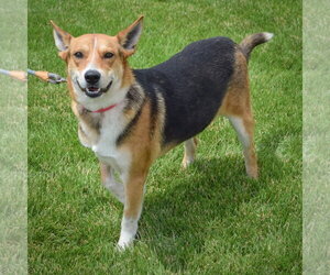 Cluckers - Male Carolina Dog-German Shepherd Dog Mix Dog for Adoption - Photo #5