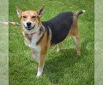 Small #4 Carolina Dog-German Shepherd Dog Mix