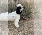 Small Photo #4 Cocker Spaniel Puppy For Sale in AVONDALE-GOODYEAR, AZ, USA