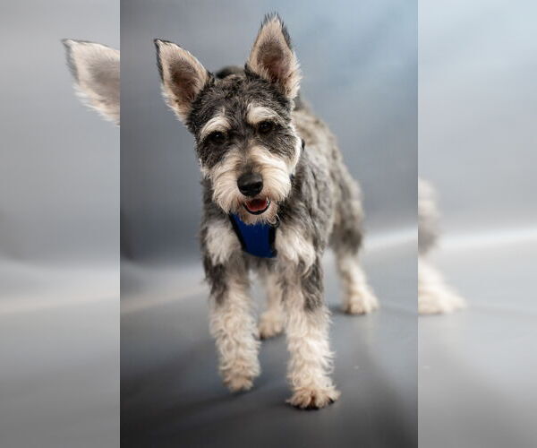 Medium Photo #1 Dachshund-Unknown Mix Puppy For Sale in Princeton, MN, USA