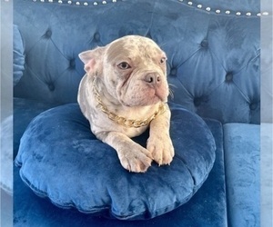 French Bulldog Puppy for Sale in NORTH HOLLYWOOD, California USA
