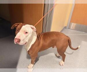 Mutt Dogs for adoption in Orange, CA, USA