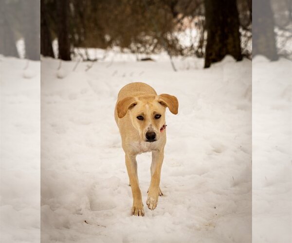 Medium Photo #6 Labrador Retriever-Unknown Mix Puppy For Sale in Plymouth, MN, USA