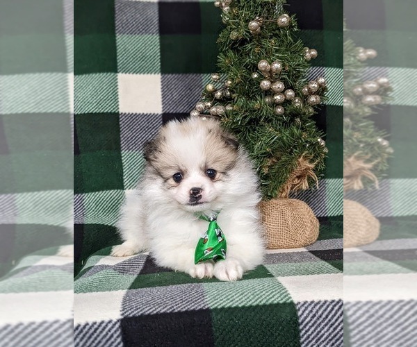 Medium Photo #4 Cavapoo Puppy For Sale in CHRISTIANA, PA, USA