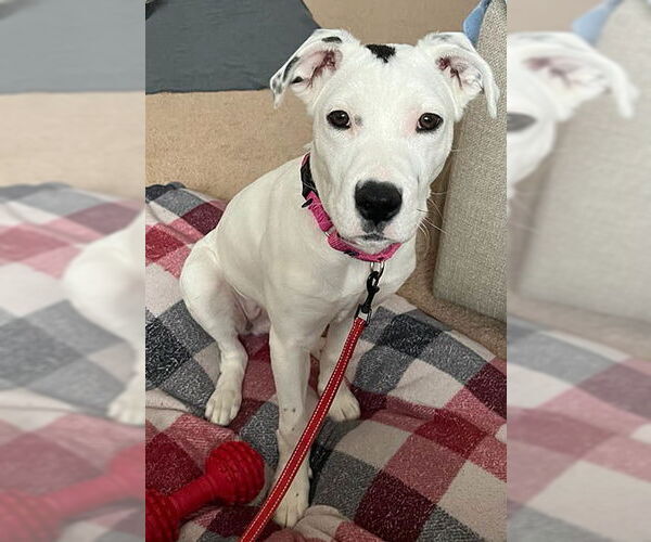 Medium Photo #4 Mutt Puppy For Sale in Lake Wylie, SC, USA