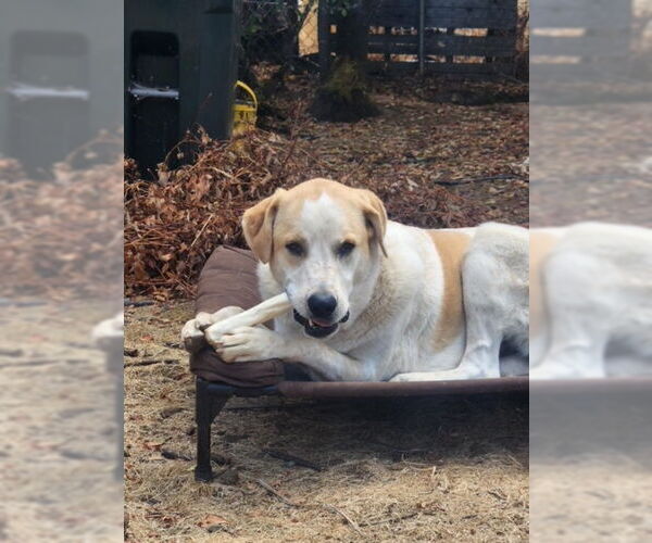 Medium Photo #6 Great Pyrenees-Unknown Mix Puppy For Sale in Spring, TX, USA