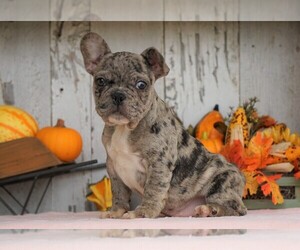 French Bulldog Puppy for sale in FREDERICKSBG, OH, USA