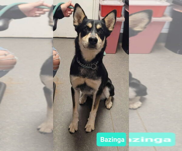 Medium Photo #2 Australian Kelpie-Siberian Husky Mix Puppy For Sale in Richmond, IN, USA