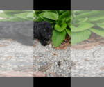 Small #6 Pembroke Welsh Corgi-Poodle (Miniature) Mix