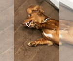 Small #2 Dachshund Mix