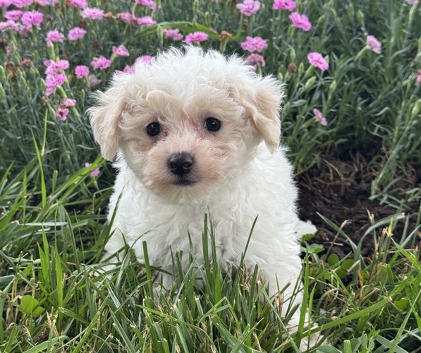 Medium Photo #1 Bichpoo Puppy For Sale in CANOGA, NY, USA