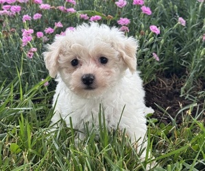 Bichpoo Puppy for sale in CANOGA, NY, USA