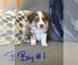 Australian Shepherd Puppy for sale in MIDDLESEX, NC, USA