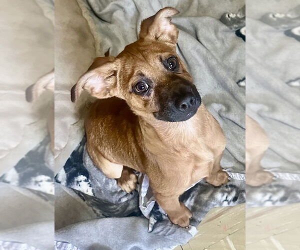 Medium Photo #2 Labrador Retriever-Unknown Mix Puppy For Sale in San Diego, CA, USA