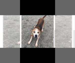 Gomer *Cross post* - Male Beagle-Unknown Mix Dog for Adoption - Photo #2