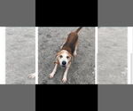 Small #1 Beagle Mix
