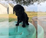 Puppy Curly Labrador Retriever