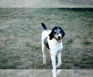 Father of the Bernedoodle puppies born on 05/12/2025