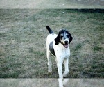 Small Photo #1 Bernedoodle Puppy For Sale in KNOB NOSTER, MO, USA