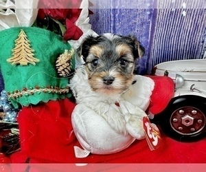 Morkie Puppy for sale in CASSVILLE, MO, USA