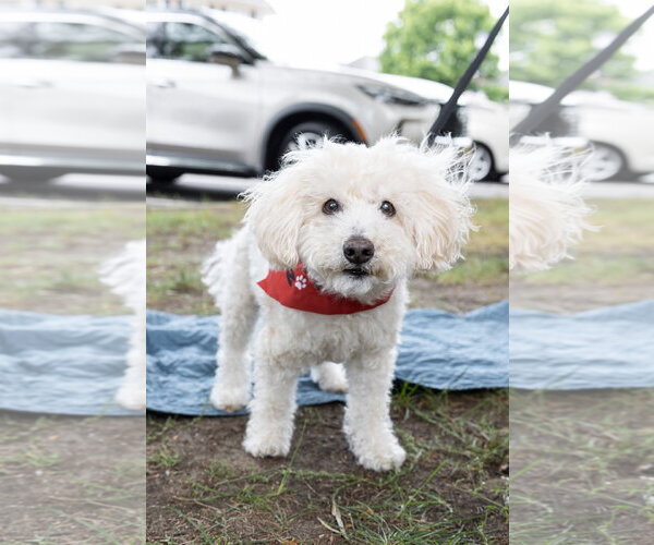 Medium Photo #4 Maltipoo (Miniature) Puppy For Sale in Oakhurst, NJ, USA