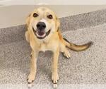 Small #2 Labrador Retriever Mix