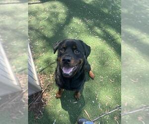 Rottweiler Dogs for adoption in Fremont, CA, USA
