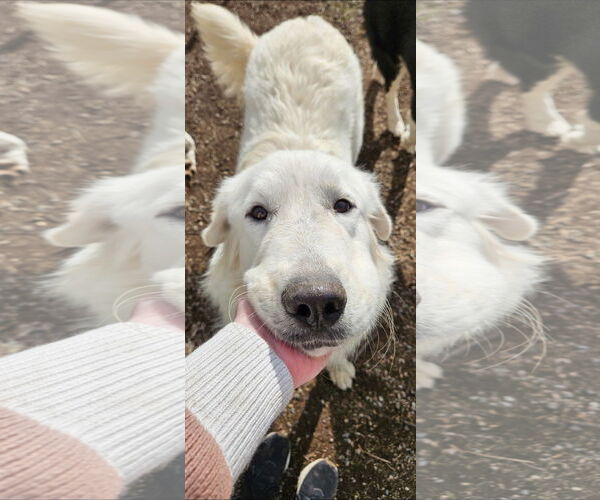 Medium Photo #3 Great Pyrenees-Unknown Mix Puppy For Sale in Missoula, MT, USA
