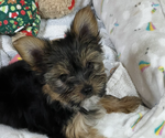 Puppy 1 Yorkshire Terrier