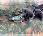 Small Photo #2 Labrador Retriever Puppy For Sale in BEAUFORT, NC, USA