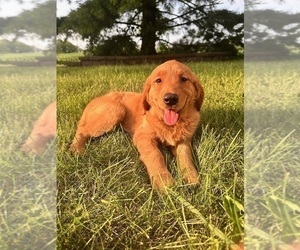 Golden Retriever Puppy for sale in GREENFIELD, IN, USA