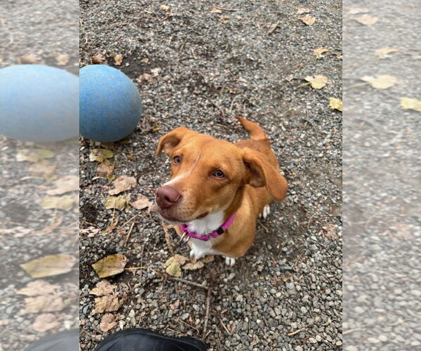 Medium Photo #1 Chiweenie Puppy For Sale in Elmsford, NY, USA