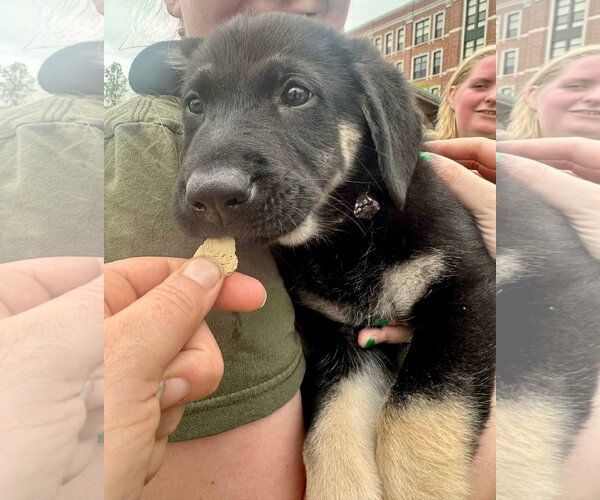 Medium Photo #3 German Shepherd Dog-Unknown Mix Puppy For Sale in Germantown, OH, USA