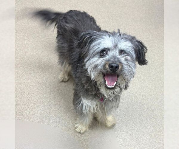Medium Photo #1 Miniature Schnauzer-Unknown Mix Puppy For Sale in Aurora, CO, USA