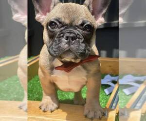 French Bulldog Puppy for Sale in TORRANCE, California USA