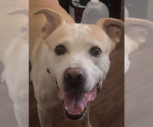 Mutt Dogs for adoption in Newfoundland, PA, USA