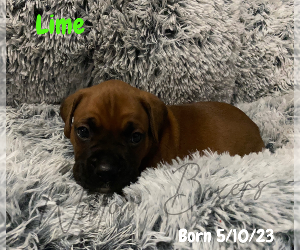Medium Photo #2 Boxer Puppy For Sale in WEST COLUMBIA, SC, USA