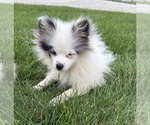 Olaf - Male Pomeranian Puppy for Sale - Photo #2