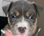 Puppy Beauty American Bully