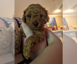 Poodle (Miniature) Puppy for sale in WILLOW SPRING, NC, USA