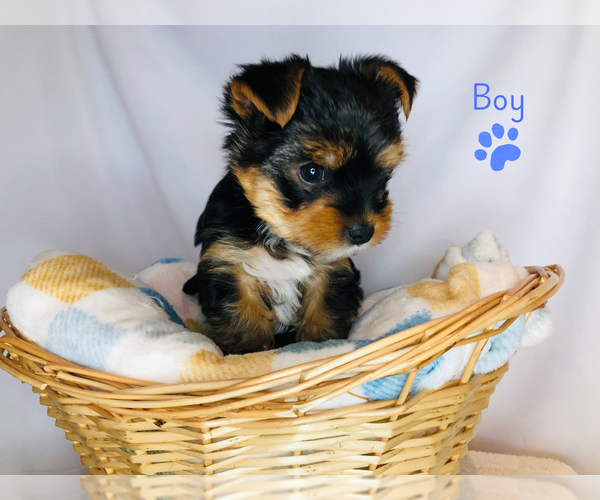 Medium Photo #3 Yorkshire Terrier Puppy For Sale in BRENTWOOD, TN, USA