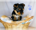 Small Photo #3 Yorkshire Terrier Puppy For Sale in BRENTWOOD, TN, USA