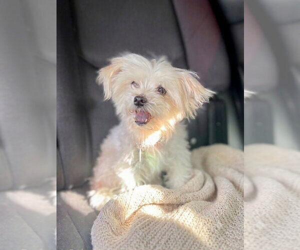 Medium Photo #3 Maltese-Unknown Mix Puppy For Sale in Cary, NC, USA