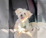 Small #2 Maltese Mix